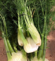 ChâteauFer - Fenouil jeune botte