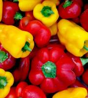 Nature et Saveurs - Ferme Aquaponique et Permacole Astérienne - Petits poivrons gourmands : couleurs et saveurs