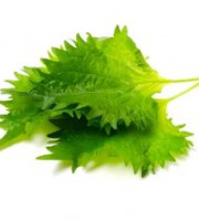 Eauzons ! - Shiso vert