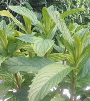 Nature et Saveurs - Ferme Aquaponique et Permacole Astérienne - Menthe Tunisienne (Bouquet Frais) 100g