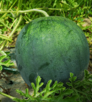 La Boite à Herbes - Mini Pastèque - 1,3kg
