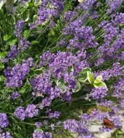 La Cabane à plantes - Infusion Lavande