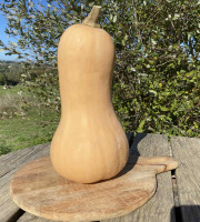 Ferme Sinsac - courge butternut