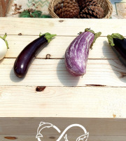 Nature et Saveurs - Ferme Aquaponique et Permacole Astérienne - Aubergines Adultes Aquaponiques en Mélange