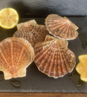 Fine de Cancale - [Précommande] Coquilles Saint Jacques Vivantes - 5kg