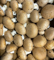 Naturélium - Champignon de Paris brun