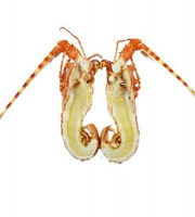 La Maison du Homard - Langouste rose cuite en carapace coupée en 2