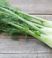 Nature et Saveurs - Ferme Aquaponique et Permacole Astérienne - Mini fenouil – fraîcheur anisée et finesse gastronomique