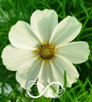 Nature et Saveurs - Ferme Aquaponique et Permacole Astérienne - Cosmos comestible – légèreté florale et parfum de noisette