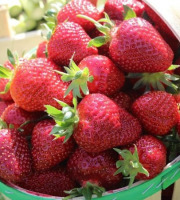 Domaine Reverchon - Fraise Cléry du Vaucluse 3kg
