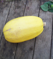 HERBA HUMANA - Courges Spaghetti végétal - 1,2kg minimum