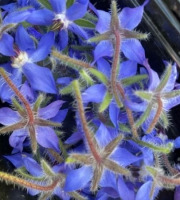 La Cabane à plantes - Bourrache fleurs fraîche (20 fleurs)