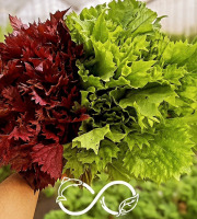 Nature et Saveurs - Ferme Aquaponique et Permacole Astérienne - Shiso vert & shiso pourpre – Feuilles gastronomiques fraîches