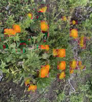 Des Poules et des Vignes à Bourgueil - Fleurs de Souci - Calendula