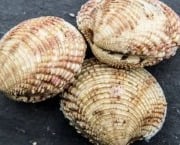 Saint Kerber - Cancale - Praires 1kg caisse bois