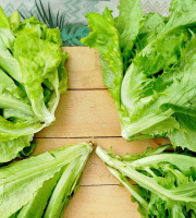 Nature et Saveurs - Ferme Aquaponique et Permacole Astérienne - Laitues jeunes en mélange - 2 pièces