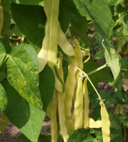 Nature et Saveurs - Ferme Aquaponique et Permacole Astérienne - Haricot plat beurre – douceur et croquant en or clair