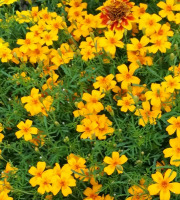 La Cabane à plantes - Fleurs de tagéte lemon (20 fleurs)