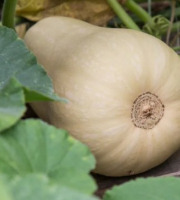 La Ferme de Goas Per - Butternut bio - 3 pièce