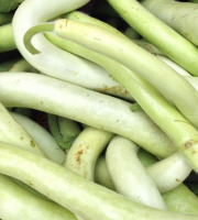 ChâteauFer - Courgette Longue 1kg