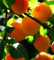 Les Vergers de la Vautée - Mirabelles de Nancy BIO 1kg