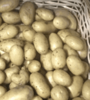 Ferme Sinsac - Pomme de terre en sachet de 500 grs