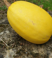 La Ferme de Milly - Anjou - Courge spaghetti - 10kg