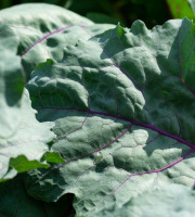 Nature et Saveurs - Ferme Aquaponique et Permacole Astérienne - Chou-Rave Vert Jeunes Feuilles 10g
