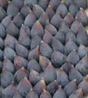 L'OLIVERAIE DU COUDON - FIGUES  MÛRES – LOT DE 4 PLATEAUX DE 1,8 KG ##ATTENTION BIEN LIRE DESCRIPTION##