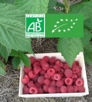LES JARDINS DE KARINE - Framboise d'automne surgelée - 500g