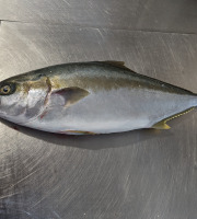 Opale Vivier - Sériole IKEJIME 2 à 3 kilos