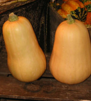 Nature et Saveurs - Ferme Aquaponique et Permacole Astérienne - Courge Butternut – La douceur d’automne