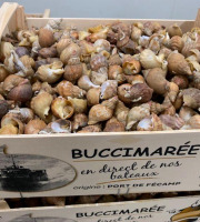 Buccimarée Producteurs Associés - Bulot Vivant Frais - 2kg