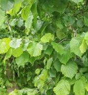 Des Poules et des Vignes à Bourgueil - 30 Feuilles de noisetier fraîche