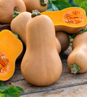 Naturélium - Courge butternut bio de la Drôme