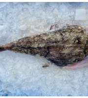 Godaille de l'Armement Cherbourgeois - En Direct du Bateau - Queue De Lotte – Pièce De 1.5 Kg