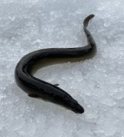 Pêcheur Toni  Micheau - Anguilles Jaunes Sauvages 500g - Entières (7 À 10 Pièces)