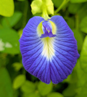 Nature et Saveurs - Ferme Aquaponique et Permacole Astérienne - Fleurs de pois papillon bleu ornement - 100 fleurs