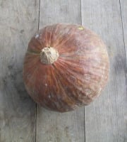 HERBA HUMANA - Courge Kabocha