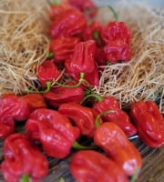 Les Jardins de Gérard - Piment Habanero Bio