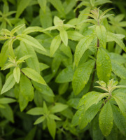Maison Argentain - Verveine Citronnelle - 70g
