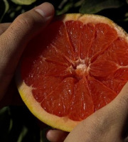 Jardins de la Testa - Pomelos de Corse IGP BIO - 400kg