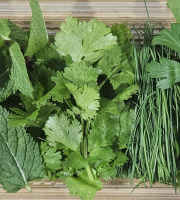 Midiflore - Aromates fraiches pour Salades & Crudités 40g