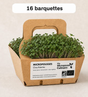 Ma Micropousse culinaire - Micro-pousses bio de chou kale – 16 barquettes