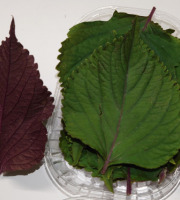 Maison du Pruneau - Cueillette du Gascon - Barquette de 15 Feuilles De Shiso bicolore