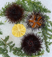 Camargue Coquillages - Oursins de Camargue - Pêche Responsable et Artisanale - 36 pièces