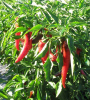 Elissalde Le Potager Basque - 10 Plants de Piment du Pays Basque ULTRA-DOUX - 100% Naturel (vrac)