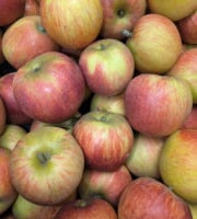 Ferme Joos - Pommes Alkemène de Wylder