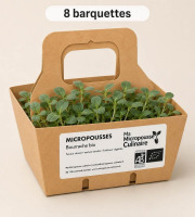 Ma Micropousse culinaire - Micro-pousses bio de bourrache – 8 barquettes