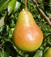 L'OLIVERAIE DU COUDON - POIRE Harrow Sweet 5KG